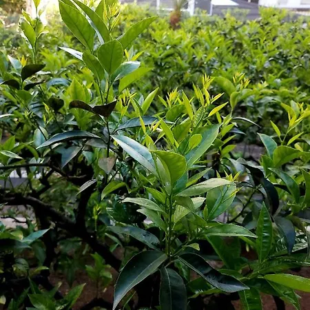 Maison Olimpo 招待所 3*