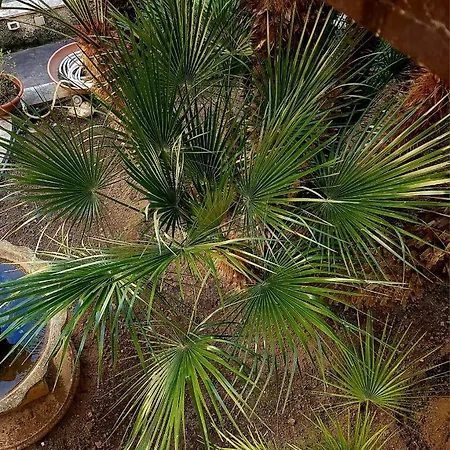 招待所 Maison Olimpo 特拉尼